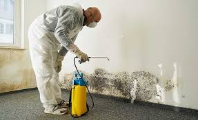 Professional Mold Remediation in Zapata, TX