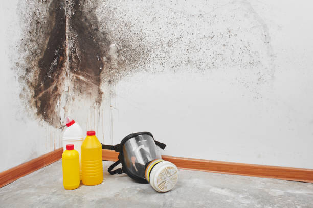 Best Mold Remediation for Rental Properties  in Zapata, TX